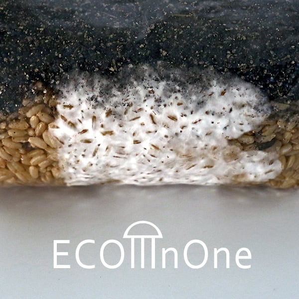 all in one mushroom grow bag