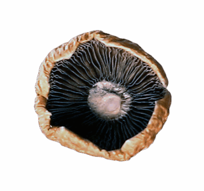 dried medical mushrooms
