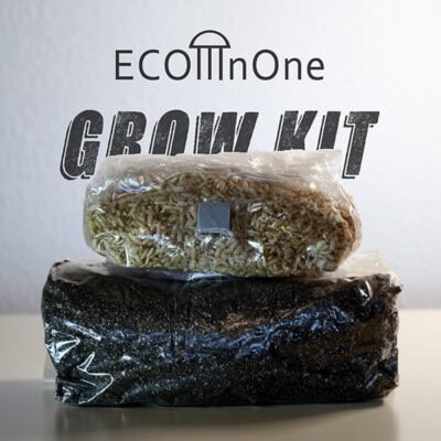 substrat grow bag and brown rice spawn bag