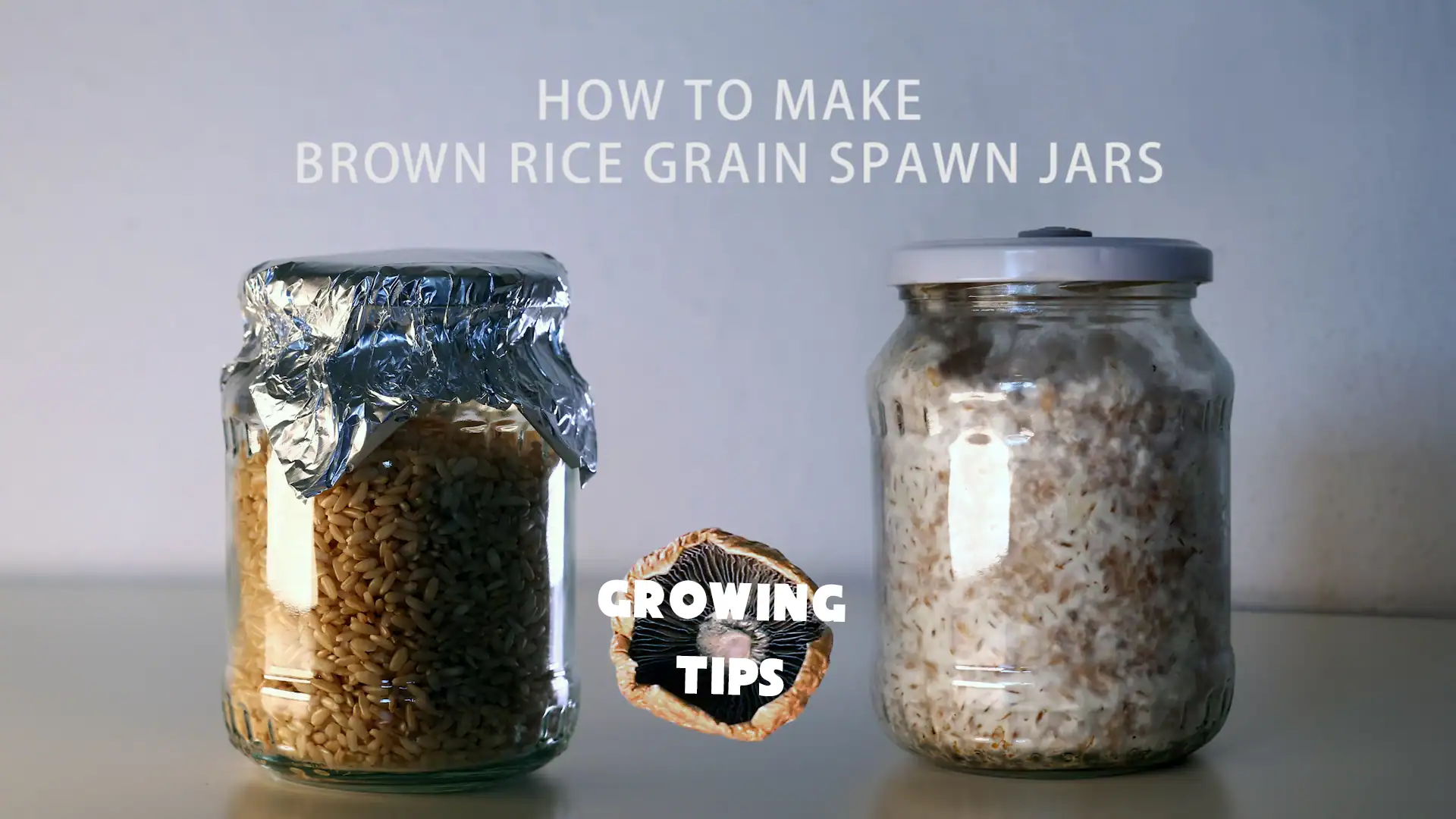 Shroomzorganik-mason jar rice grain, mycelium