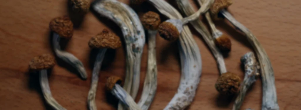 Sgroomzorganik- dry mushrooms