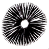 mushroom spore print
